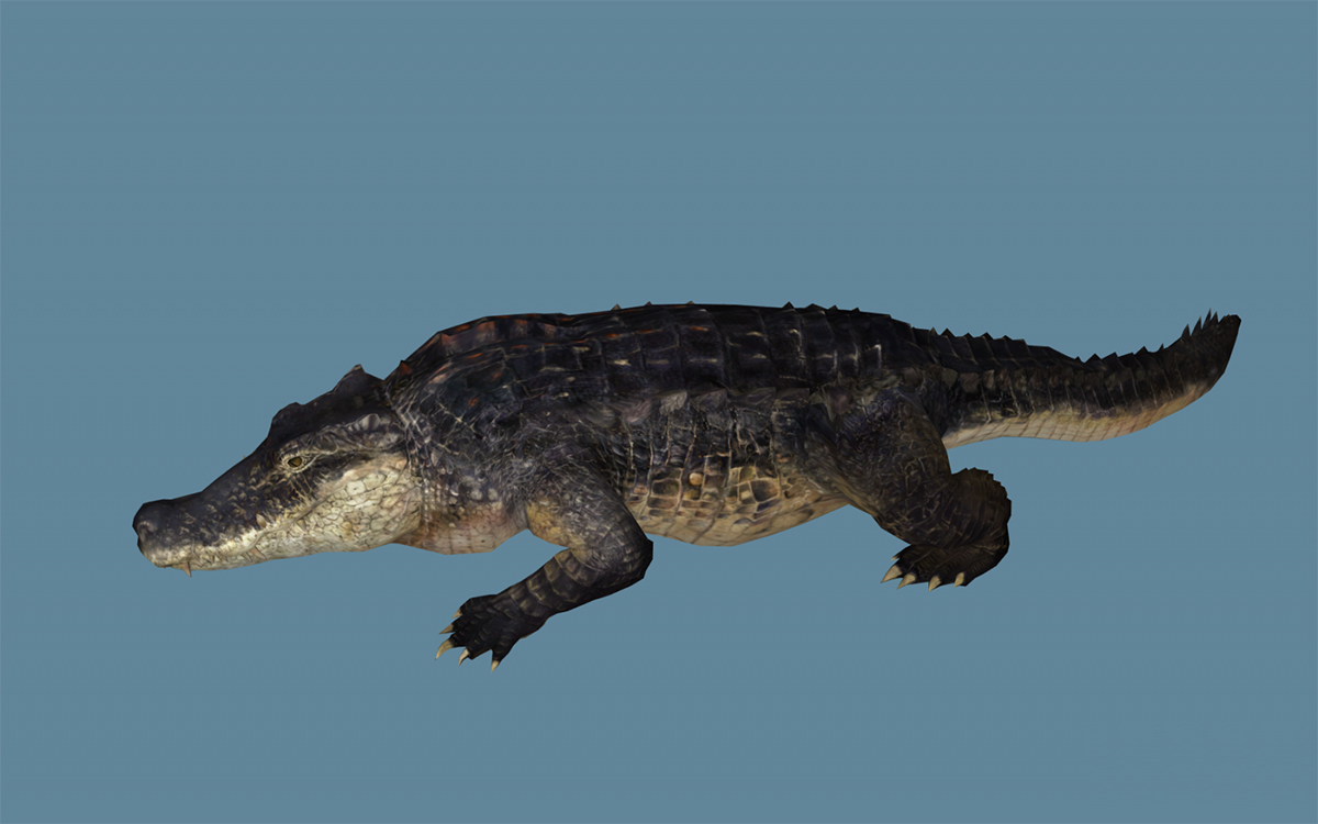 鳄鱼带骨骼绑定3D模型