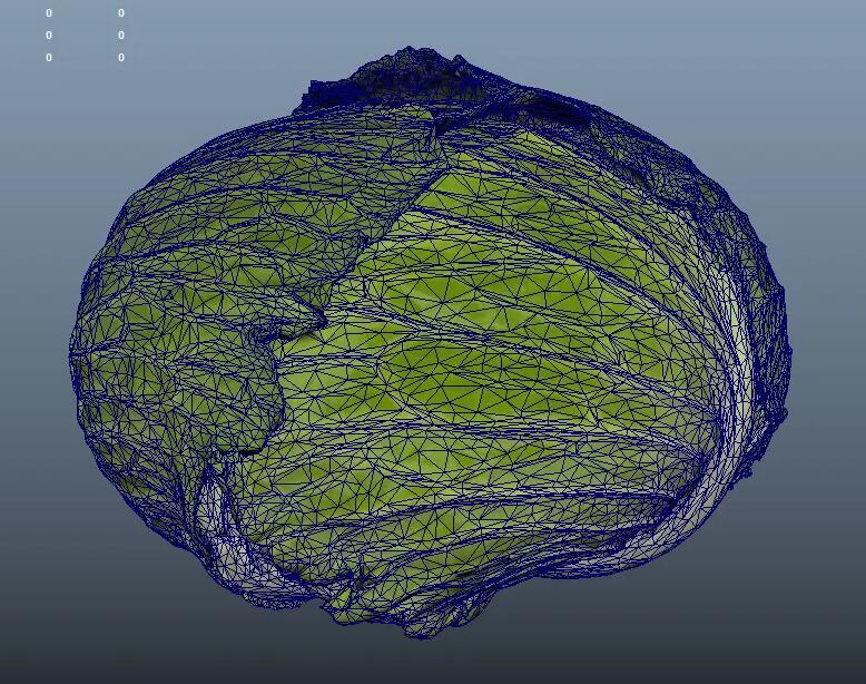写实包菜maya模型