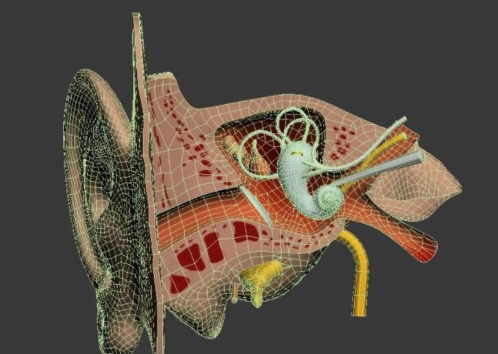 人物耳朵3D模型 耳朵内部结构3D模型