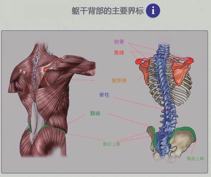 人体学习资料包括+PDF电子书+人物速写参考+解剖 资源集合