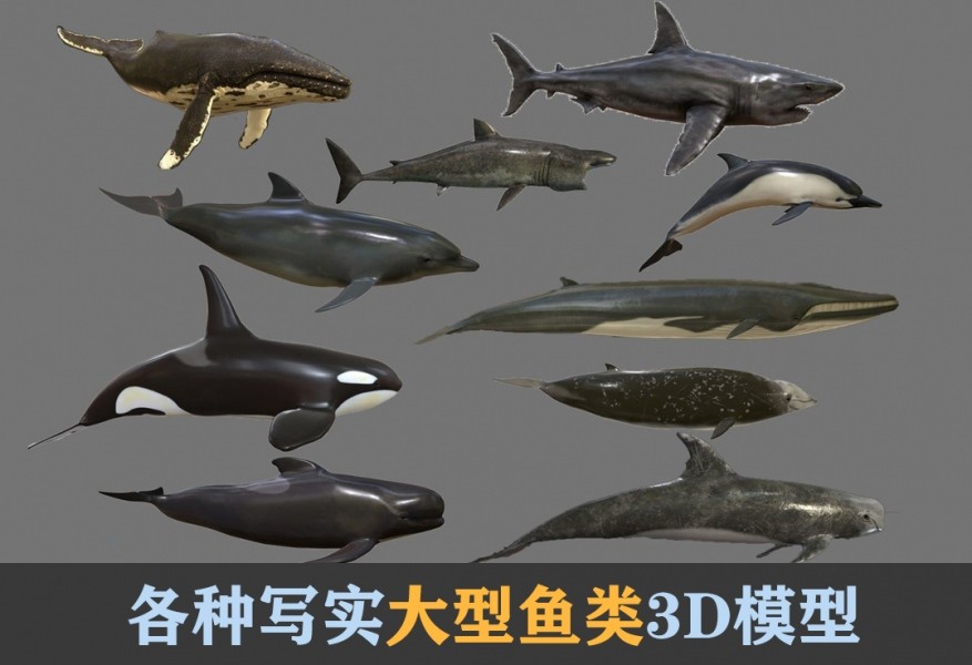 鲨鱼 鲸鱼 海豚各种大型鱼类3D模型