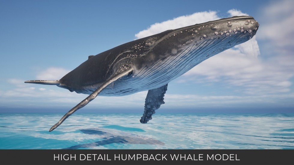 UE5虚幻5 Animated Humpback Whale 座头鲸角色模型带动画