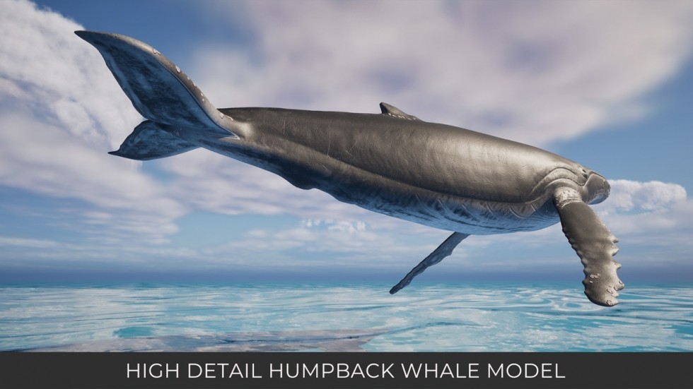 UE5虚幻5 Animated Humpback Whale 座头鲸角色模型带动画