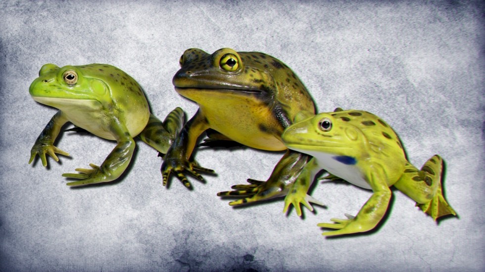 UE4虚幻5 Animated Bullfrogs Volume 1 牛蛙青蛙动画模型