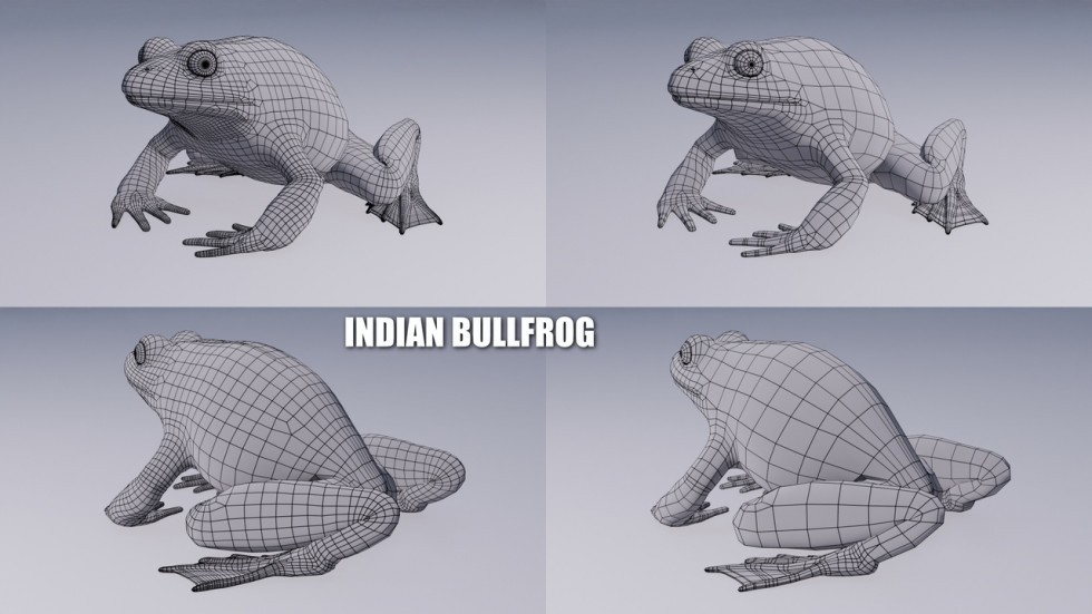 UE4虚幻5 Animated Bullfrogs Volume 1 牛蛙青蛙动画模型